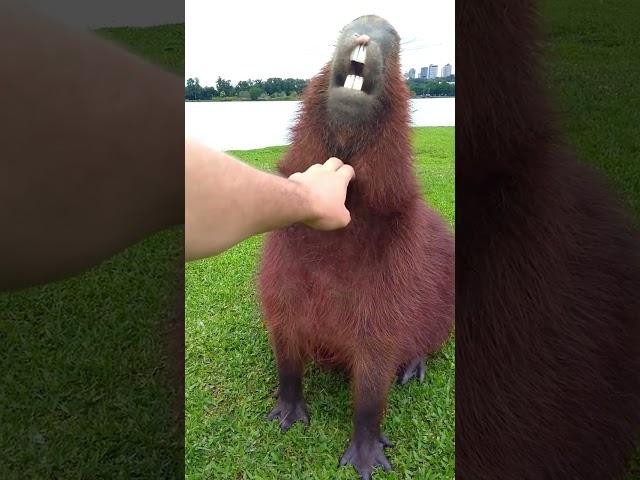 A Fun Fact About Capybara Teeth!