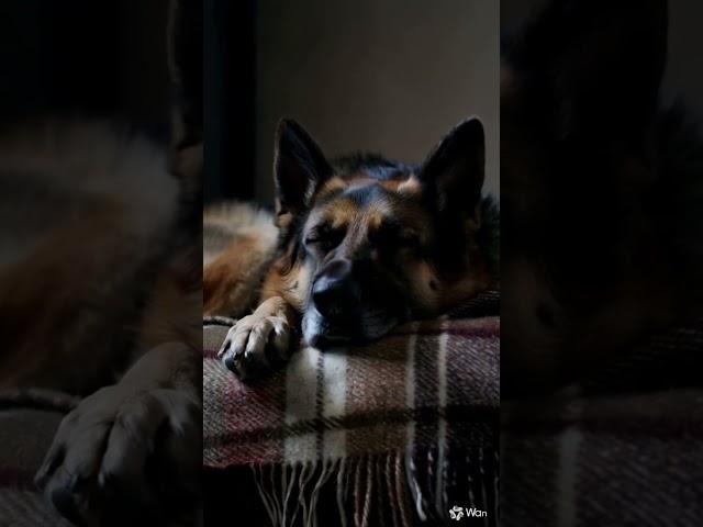 In a dimly lit room, a weathered, elderly German Shepherd, the retired war dog