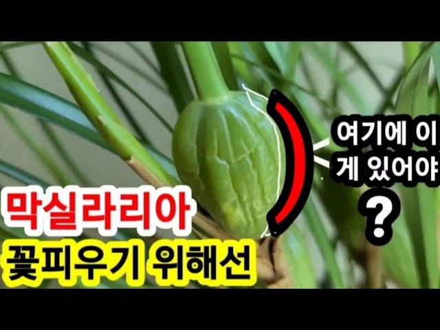 막실라리아 꽃피우기 옆에 중요한 이게 있어야 꽃이?!