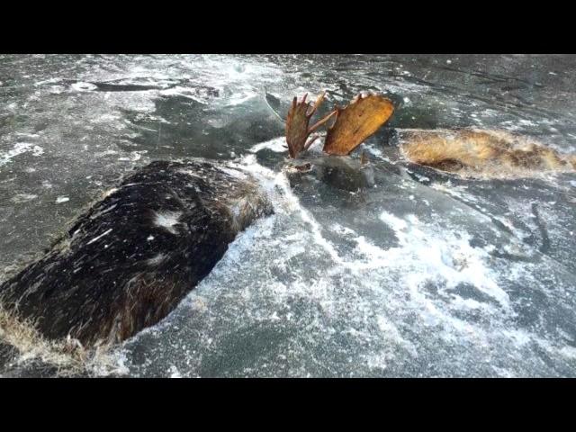 ЗАМЁРЗШИЕ ВО ЛЬДАХ ЖИВОТНЫЕ !