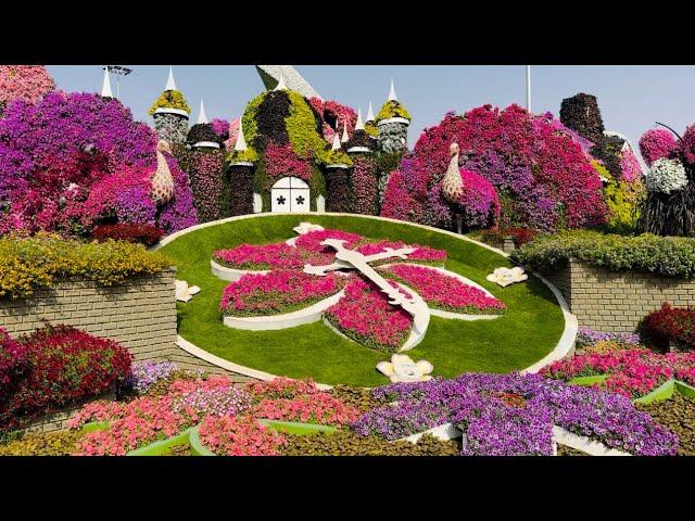 Dubai Miracle Garden  || The World's Largest Natural Flower Garden