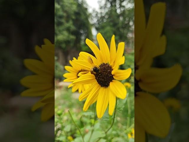27 April 2025 #beautiful #garden #pollinatorgarden #shorts @Rita's cooking and gardening