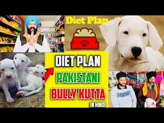 A healthy dog guide: Diet, Nutrition, and Toilet Training tips - Bhola Shola