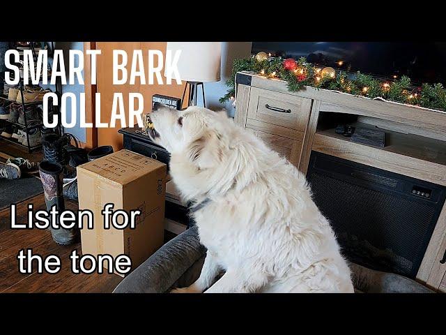 Explanation of the Smart Bark Collar | Real demonstration