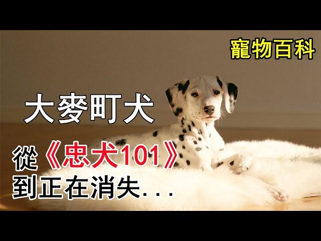 【大麦町犬】你可能沒聽過大麥町犬這個名字，但你一定知道斑點狗。