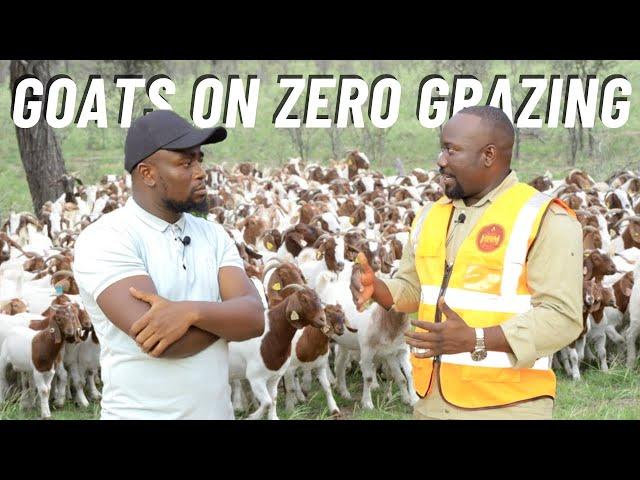 How To Manage And Raise Goats On ZERO Grazing