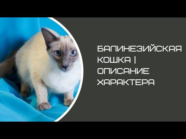 Балинезийская кошка / Балийская / Балинез | Описание характера и породы кошек