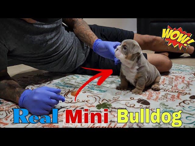  O... M... G... Mini English Bulldog Puppies Available️️