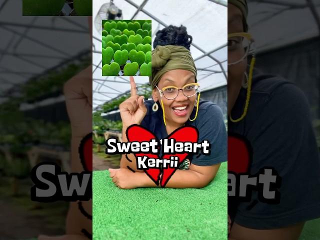  Sweetheart Hoya Kerrii Alert