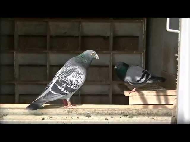 Stefaan Lambrechts Pigeons loft