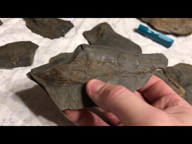 Pennsylvanian period, Carboniferous era, fossils for sale or trade