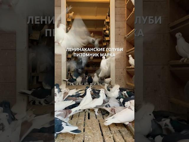 ЛЕНИНАКАНСКИЕ ГОЛУБИ АРМЕНИИ ПИТОМНИК МАРКА #голуби #աղավնիներ #pigeons #tauben #армянские