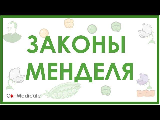 Законы Менделя - менделевская или классическая генетика