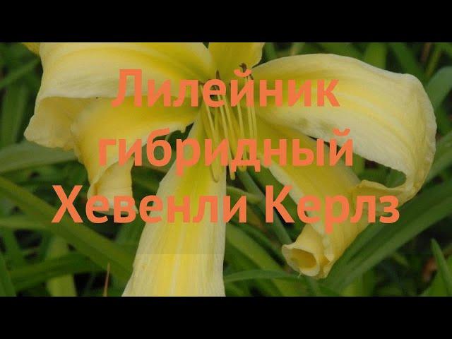 Лилейник гибридный Хевенли Керлз (hemerocallis)  обзор: как сажать, саженцы лилейника Хевенли Керлз