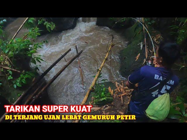 MANCING SIDAT. NGERI JORAN HAMPIR PATAH DI TARIK SIDAT.