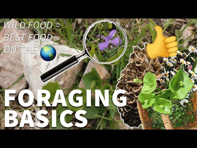 Foraging for Beginners 