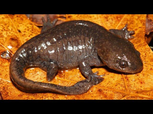 The Fascinating Life of the Mole Salamander: Ambystoma talpoideum