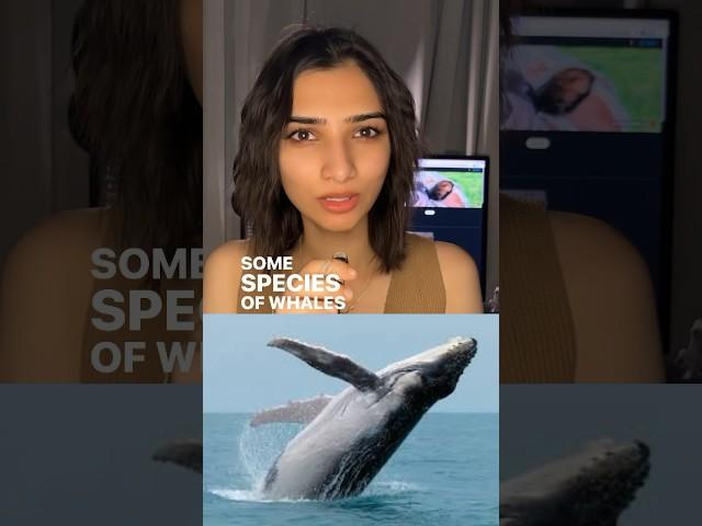Whale Superpower Revealed: Bubble Net Feeding #shorts #youtubeshorts