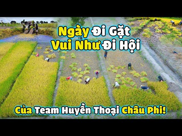 Ngày Đi Gặt Vui Như Đi Hội Của Team Huyền Thoại Châu Phi!