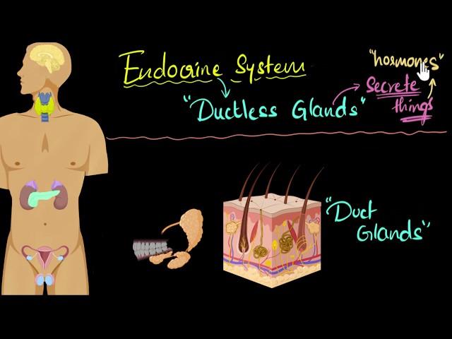 Endocrine system (major hormones & functions) | Control & Coordination | Biology | Khan Academy