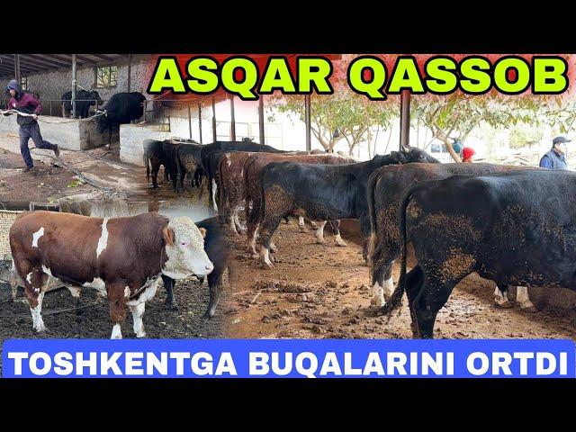 JARQO'RG'ON ASQAR QASSOB BUQALARINI TOSHKENTGA ORTDI