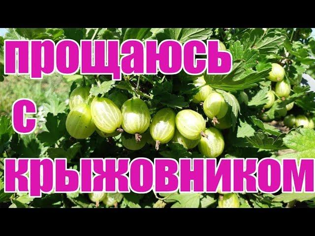 Избавляюсь от крыжовника Пакс, Ксения, Тиксия, Инвикта и Уральский розовый