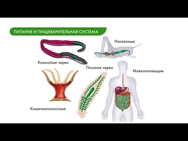 Биология 8 класс. Питание и пищеварительная система