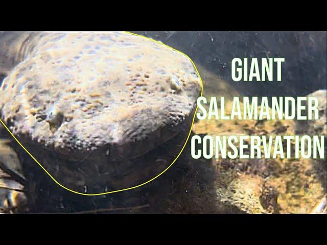 The Japanese Giant Salamander: Conserving A Living Legend