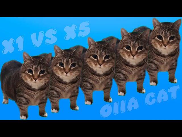 OIIAOIIA CAT X1 - X5 CATS!!! OIIA OIIA CAT MEME SONG #oiiaoiia #cat #meme