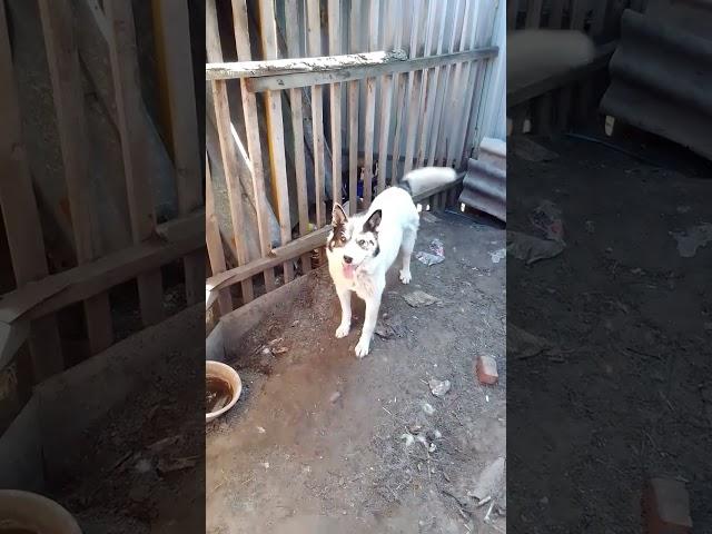 #собака