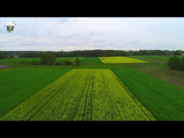  Dąbrówka, Szarbsko i pola rzepaku z drona  4K