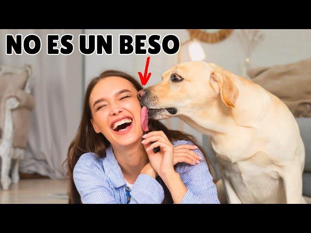 Cuando tu perro TE LAME, esto es lo que SIGNIFICA realmente (y no es agradable)