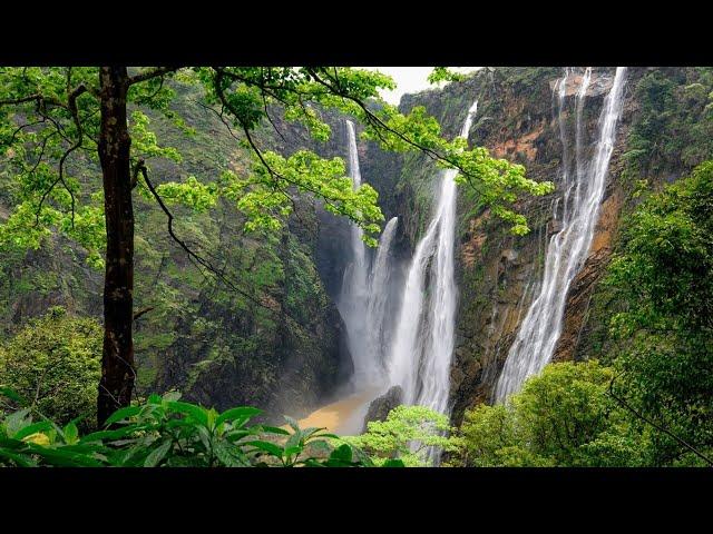 Most Beautiful Forest in The World. |Jog Falls Forest, India|