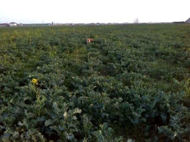 Marra - Epagneul Breton hunting and training in Romania: pointing a pheasant