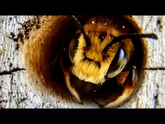 The Secret Lives of Wild Bees