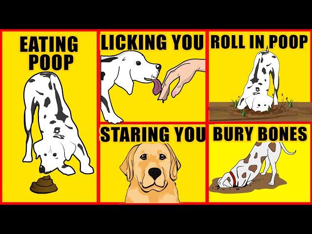 Real Meanings Behind 10 Odd Dog Behaviors