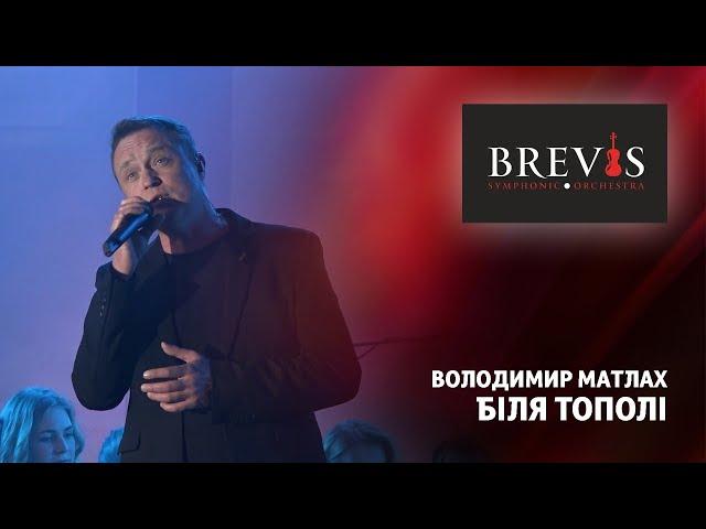 Володимир Матлах - Біля тополі | Симфонічний оркестр "BREVIS" з програмою "ПАТРІОТ"