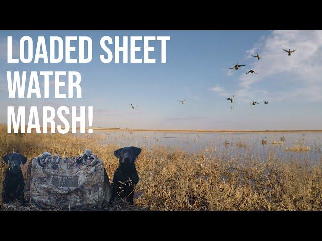 DUCK HUNTING A LOADED SHEET WATER MARSH! PUBLIC LAND DUCK HUNTING (2 MAN LIMIT)