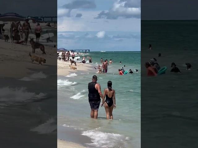 Hammer Head Shark Spotted Eating Lunch At Haulover Miami