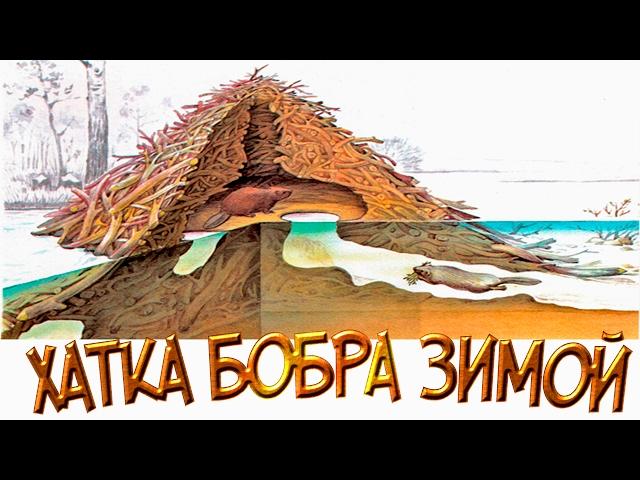 Хатка бобра зимой