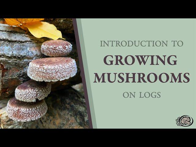 Introduction to Growing Mushrooms on Logs