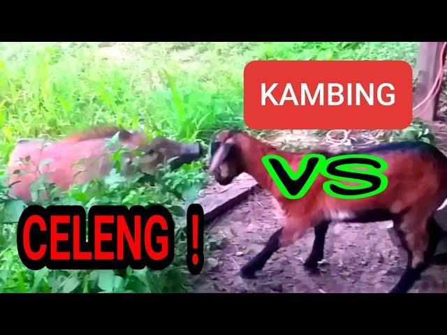 BABI HUTAN vs KAMBING