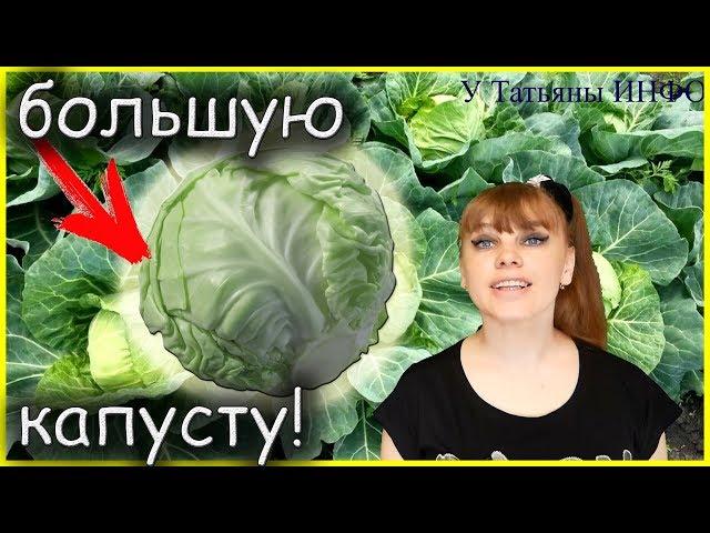 Как вырастить ОЧЕНЬ КРУПНУЮ КАПУСТУ?! Как вырастить БОЛЬШОЙ урожай КАПУСТЫ?!