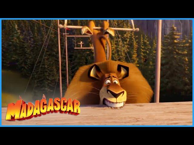 DreamWorks Madagascar | Alex The Trapeze King | Madagascar 3: Europe's Most Wanted | Kids Movies