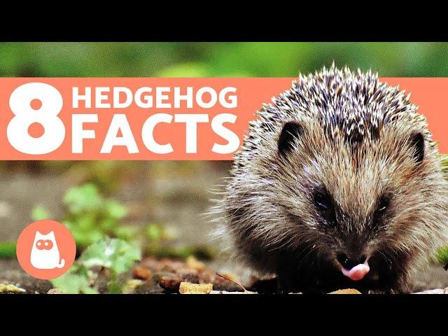 8 FACTS About Hedgehogs You Should Know