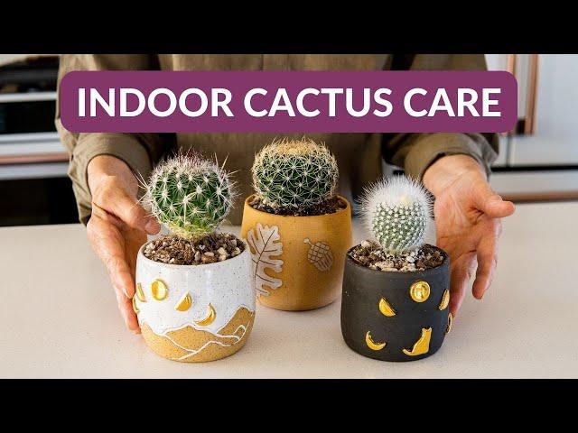 INDOOR CACTUS CARE / JoyUsGarden