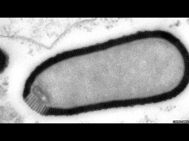 Virus Resurrected After Being Frozen For 30,000 Yrs - Pithovirus Sibericum