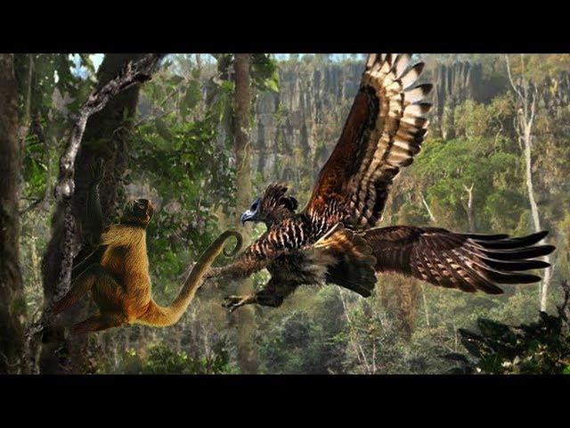 Animals wildlife 2019 HD! The eagle's great prey has caught the stupid monkey's head