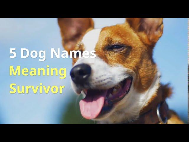 5 Dog Names Meaning Survivor