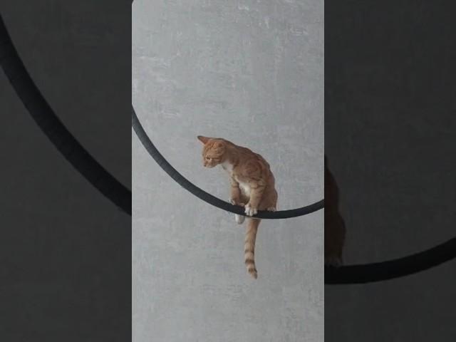 Кот воздушный гимнаст #cat #рек #art #cute